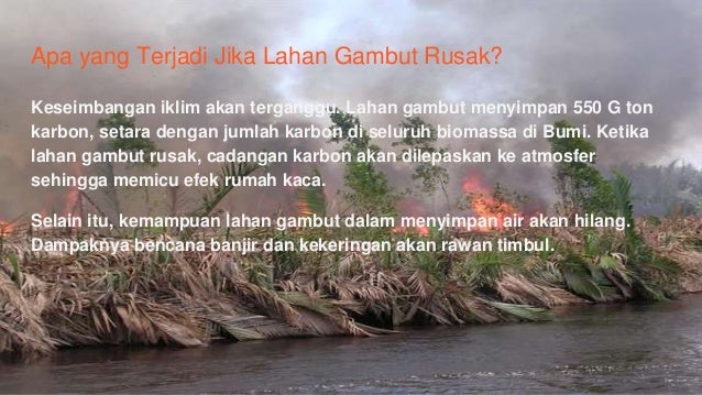 Bagaimana Cara Menyelamatkan Lahan Gambut di Indonesia