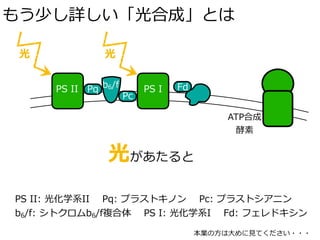 もう少し詳しい「光合成」とは
光
b6/fPS II PS I
光
Pq
Pc
Fd
ATP合成
酵素
光があたると
PS II: 光化学系II Pq: プラストキノン Pc: プラストシアニン
b6/f: シトクロムb6/f複合体 PS I: 光化学系I Fd: フェレドキシン
本業の⽅は⼤めに⾒てください・・・
 