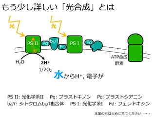もう少し詳しい「光合成」とは
光
H2O 2H+
1/2O2
b6/fPS II PS I
光
Pq
Pc
Fd
e–
ATP合成
酵素
PS II: 光化学系II Pq: プラストキノン Pc: プラストシアニン
b6/f: シトクロムb6/f複合体 PS I: 光化学系I Fd: フェレドキシン
⽔からH+, 電⼦が
本業の⽅は⼤めに⾒てください・・・
 
