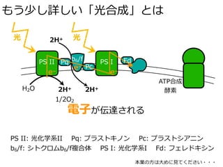 もう少し詳しい「光合成」とは
光
H2O 2H+
1/2O2
b6/fPS II PS I
2H+ 光
Pq
Pc
Fd
e–
e–
e–
ATP合成
酵素2H+
PS II: 光化学系II Pq: プラストキノン Pc: プラストシアニン
b6/f: シトクロムb6/f複合体 PS I: 光化学系I Fd: フェレドキシン
電⼦が伝達される
本業の⽅は⼤めに⾒てください・・・
 