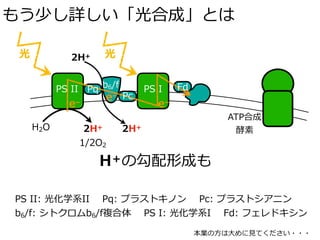 もう少し詳しい「光合成」とは
光
H2O 2H+
1/2O2
b6/fPS II PS I
2H+
2H+
光
Pq
Pc
Fd
e–
e–
e–
ATP合成
酵素
PS II: 光化学系II Pq: プラストキノン Pc: プラストシアニン
b6/f: シトクロムb6/f複合体 PS I: 光化学系I Fd: フェレドキシン
H＋の勾配形成も
本業の⽅は⼤めに⾒てください・・・
 