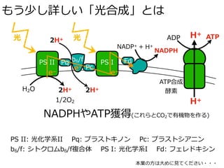 もう少し詳しい「光合成」とは
光
H2O 2H+
1/2O2
b6/fPS II PS I
2H+ 光
H+
H+
Pq
Pc
Fd
e–
e–
e–
ADP ATP
NADP+ + H+
NADPH
PS II: 光化学系II Pq: プラストキノン Pc: プラストシアニン
b6/f: シトクロムb6/f複合体 PS I: 光化学系I Fd: フェレドキシン
ATP合成
酵素2H+
NADPHやATP獲得(これらとCO2で有機物を作る)
本業の⽅は⼤めに⾒てください・・・
 