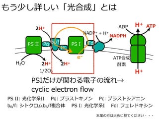 もう少し詳しい「光合成」とは
H2O 2H+
1/2O2
b6/fPS II PS I
2H+
H+
H+
Pq
Pc
Fd
e–
ADP ATP
NADP+ + H+
NADPH
PS II: 光化学系II Pq: プラストキノン Pc: プラストシアニン
b6/f: シトクロムb6/f複合体 PS I: 光化学系I Fd: フェレドキシン
ATP合成
酵素2H+
本業の⽅は⼤めに⾒てください・・・
PSIだけが関わる電⼦の流れ→
cyclic electron ﬂow
 