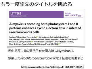 もう⼀度論⽂のタイトルを眺める
光化学系I, IIの遺伝⼦をを両⽅持つMyovirusは
感染したProchlorococcusのcyclic電⼦伝達を促進する
https://www.nature.com/articles/s41564-017-0002-9
 