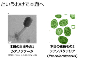というわけで本題へ
本⽇の主役その1
シアノファージ
本⽇の主役その2
シアノバクテリア
(Prochlorococcus)（紹介論⽂：Fridman et al., 2017のFig. 1より)
 