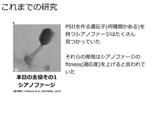 これまでの研究
本⽇の主役その1
シアノファージ
PSIIを作る遺伝⼦(何種類かある)を
持つシアノファージはたくさん  
⾒つかっていた
それらの発現はシアノファージの 
ﬁtness(適応度)を上げると⾔われて
いた
（紹介論⽂：Fridman et al., 2017のFig. 1より)
 