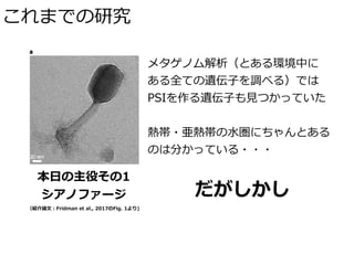 これまでの研究
本⽇の主役その1
シアノファージ
メタゲノム解析（とある環境中に 
ある全ての遺伝⼦を調べる）では
PSIを作る遺伝⼦も⾒つかっていた
熱帯・亜熱帯の⽔圏にちゃんとある
のは分かっている・・・
だがしかし
（紹介論⽂：Fridman et al., 2017のFig. 1より)
 