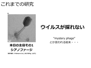 これまでの研究
本⽇の主役その1
シアノファージ
ウイルスが採れない
“mystery phage”
とか⾔われる始末・・・
（紹介論⽂：Fridman et al., 2017のFig. 1より)
 