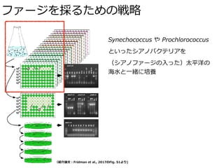 ファージを採るための戦略
（紹介論⽂：Fridman et al., 2017のFig. S1より)
Synechococcus や Prochlorococcus
といったシアノバクテリアを
（シアノファージの⼊った）太平洋の
海⽔と⼀緒に培養
 