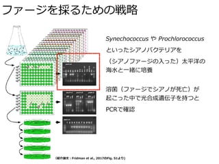 ファージを採るための戦略
（紹介論⽂：Fridman et al., 2017のFig. S1より)
Synechococcus や Prochlorococcus
といったシアノバクテリアを
（シアノファージの⼊った）太平洋の
海⽔と⼀緒に培養
溶菌（ファージでシアノが死亡）が 
起こった中で光合成遺伝⼦を持つと
PCRで確認
 