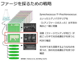 ファージを採るための戦略
（紹介論⽂：Fridman et al., 2017のFig. S1より)
Synechococcus や Prochlorococcus
といったシアノバクテリアを
（シアノファージの⼊った）太平洋の
海⽔と⼀緒に培養
溶菌（ファージでシアノが死亡）が 
起こった中で光合成遺伝⼦を持つと
PCRで確認
その中でまた溶菌するようなものを 
⾒つけ、別の光合成遺伝⼦を持つか 
確認
 