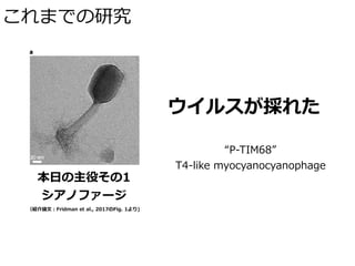 これまでの研究
本⽇の主役その1
シアノファージ
ウイルスが採れた
“P-TIM68”
T4-like myocyanocyanophage
（紹介論⽂：Fridman et al., 2017のFig. 1より)
 