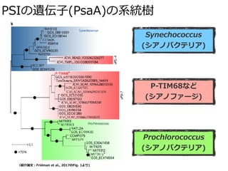 PSIの遺伝⼦(PsaA)の系統樹
Synechococcus
(シアノバクテリア)
P-TIM68など
(シアノファージ)
Prochlorococcus
(シアノバクテリア)
（紹介論⽂：Fridman et al., 2017のFig. 1より)
 
