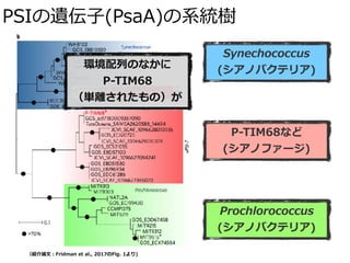 PSIの遺伝⼦(PsaA)の系統樹
Synechococcus
(シアノバクテリア)
P-TIM68など
(シアノファージ)
Prochlorococcus
(シアノバクテリア)
環境配列のなかに
P-TIM68
（単離されたもの）が
（紹介論⽂：Fridman et al., 2017のFig. 1より)
 