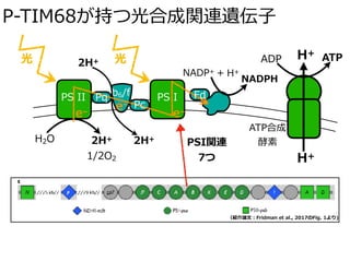 P-TIM68が持つ光合成関連遺伝⼦
光
H2O 2H+
1/2O2
b6/fPS II PS I
2H+ 光
H+
H+
Pq
Pc
Fd
e–
e–
e–
ADP ATP
NADP+ + H+
NADPH
ATP合成
酵素2H+
PSI関連
7つ
（紹介論⽂：Fridman et al., 2017のFig. 1より)
 