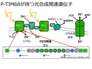 P-TIM68が持つ光合成関連遺伝⼦
光
H2O 2H+
1/2O2
b6/fPS II PS I
2H+ 光
H+
H+
Pq
Pc
Fd
e–
e–
e–
ADP ATP
NADP+ + H+
NADPH
ATP合成
酵素2H+
PSII関連
3つ
（紹介論⽂：Fridman et al., 2017のFig. 1より)
 
