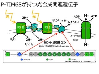 P-TIM68が持つ光合成関連遺伝⼦
光
H2O 2H+
1/2O2
b6/fPS II PS I
2H+ 光
H+
H+
Pq
Pc
Fd
e–
e–
e–
ADP ATP
NADP+ + H+
NADPH
ATP合成
酵素2H+
NDH-1関連 2つ
(type I NAD(P)H dehydrogenase )
（紹介論⽂：Fridman et al., 2017のFig. 1より)
 