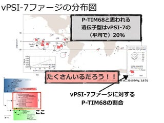 （紹介論⽂：Fridman et al., 2017のFig. 2より)
vPSI-7ファージの分布図
vPSI-7ファージに対する
P-TIM68の割合
ここ
P-TIM68と思われる
遺伝⼦型はvPSI-7の
（平均で）20％
たくさんいるだろう！！
 