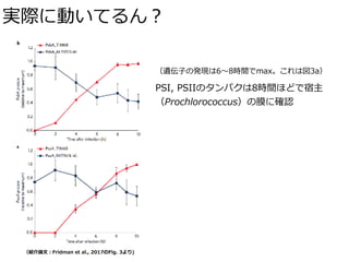 実際に動いてるん？
（紹介論⽂：Fridman et al., 2017のFig. 3より)
（遺伝⼦の発現は6〜8時間でmax。これは図3a）
PSI, PSIIのタンパクは8時間ほどで宿主
（Prochlorococcus）の膜に確認
 
