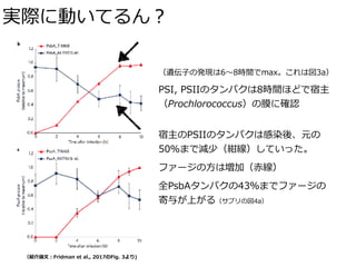 実際に動いてるん？
（紹介論⽂：Fridman et al., 2017のFig. 3より)
（遺伝⼦の発現は6〜8時間でmax。これは図3a）
PSI, PSIIのタンパクは8時間ほどで宿主
（Prochlorococcus）の膜に確認
宿主のPSIIのタンパクは感染後、元の
50％まで減少（紺線）していった。
ファージの⽅は増加（⾚線）
全PsbAタンパクの43％までファージの 
寄与が上がる（サプリの図4a）
 