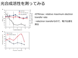 光合成活性を測ってみる
rETRmax: relative maximum electron
transfer rate
→electron transferなので、電⼦伝達を 
測る
 