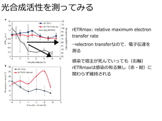 光合成活性を測ってみる
rETRmax: relative maximum electron
transfer rate
→electron transferなので、電⼦伝達を 
測る
感染で宿主が死んでいっても（右軸）
rETRmaxは感染の有る無し（⾚・紺）に
関わらず維持される
 