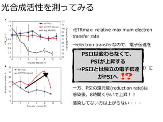 光合成活性を測ってみる
rETRmax: relative maximum electron
transfer rate
→electron transferなので、電⼦伝達を 
測る
感染で宿主が死んでいっても（右軸）
rETRmaxは感染の有る無し（⾚・紺）に
関わらず維持される
⼀⽅、PSIの還元能(reduction rate)は 
感染後、8時間くらいで上昇！！
感染してない⽅は上がらない・・・
PSIIは変わらなくて、
PSIが上昇する
→PSIIとは独⽴の電⼦伝達
がPSIへ !?
 