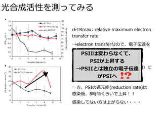 光合成活性を測ってみる
rETRmax: relative maximum electron
transfer rate
→electron transferなので、電⼦伝達を 
測る
感染で宿主が死んでいっても（右軸）
rETRmaxは感染の...