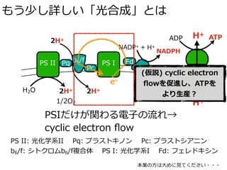 もう少し詳しい「光合成」とは
H2O 2H+
1/2O2
b6/fPS II PS I
2H+
H+
H+
Pq
Pc
Fd
e–
ADP ATP
NADP+ + H+
NADPH
PS II: 光化学系II Pq: プラストキノン Pc: プラストシアニン
b6/f: シトクロムb6/f複合体 PS I: 光化学系I Fd: フェレドキシン
ATP合成
酵素2H+
本業の⽅は⼤めに⾒てください・・・
PSIだけが関わる電⼦の流れ→
cyclic electron ﬂow
(仮説) cyclic electron
ﬂowを促進し、ATPを
より⽣産？
 