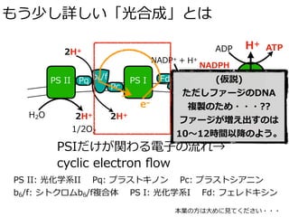 もう少し詳しい「光合成」とは
H2O 2H+
1/2O2
b6/fPS II PS I
2H+
H+
H+
Pq
Pc
Fd
e–
ADP ATP
NADP+ + H+
NADPH
PS II: 光化学系II Pq: プラストキノン Pc: プラストシアニン
b6/f: シトクロムb6/f複合体 PS I: 光化学系I Fd: フェレドキシン
ATP合成
酵素2H+
本業の⽅は⼤めに⾒てください・・・
PSIだけが関わる電⼦の流れ→
cyclic electron ﬂow
(仮説)
ただしファージのDNA
複製のため・・・??
ファージが増え出すのは
10〜12時間以降のよう。
 