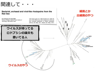 関連して・・・
ウイルスが持ってる
ロドプシンの論⽂も
書いてる⼈
ウイルスのやつ
細菌とか
古細菌のやつ
 