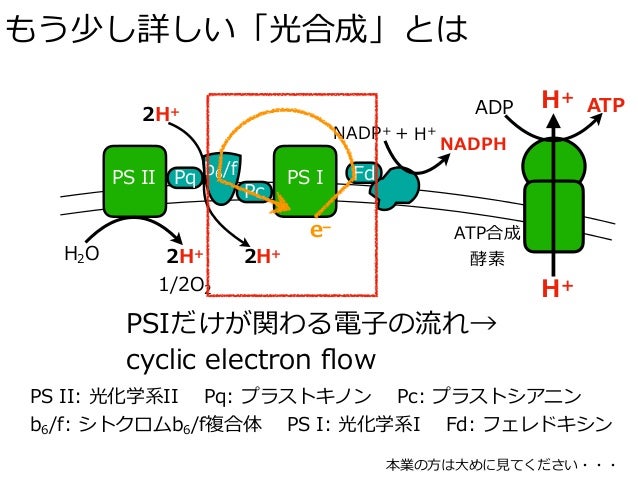 シトクロムb6/f複合体 JapaneseClass.jp