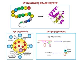 Οι πρωτεΐνες αλλεργιογόνα
IgE μηχανισμός μη- IgE μηχανισμός
 