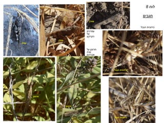 ‫עפרן‬
‫עפרן‬
‫חרוטן‬
‫כידונית‬
‫הנבל‬
‫כידונית‬
‫הנבל‬
‫חרוטן‬
‫עפרנים‬
‫על‬
‫הקרקע‬
‫על‬ ‫חרוטן‬
‫שיח‬
‫אברהם‬
‫כידונית‬
‫הנבל‬
‫חגבים‬
‫לוח‬
8
‫עפרן‬
 