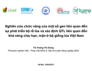 Nghiên cứu chức năng của một số gen liên quan đến
sự phát triển bộ rễ lúa và xác định QTL liên quan đến
khả năng chịu hạn, mặn ở bộ giống lúa Việt Nam
Nghiên cứu chức năng của một số gen liên quan đến
sự phát triển bộ rễ lúa và xác định QTL liên quan đến
khả năng chịu hạn, mặn ở bộ giống lúa Việt Nam
TS. Hoàng Thị Giang
Phòng thí nghiệm Việt – Pháp LMI RICE-2,, Viện Di truyền Nông nghiệp (AGI)
Hà Nội, 10/03/2017
 