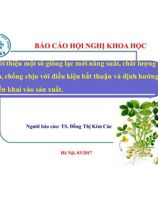 ới thiệu một số giống lạc mới
o, chống chịu với điều kiện
ển khai vào sản xuất.
Người báo cáo: TS. Đồng Thị Kim Cúc
BÁO CÁO HỘI NGHỊ KHOA HỌC
Hà Nội, 03
mới năng suất, chất lượng
kiện bất thuận và định hướng
Người báo cáo: TS. Đồng Thị Kim Cúc
BÁO CÁO HỘI NGHỊ KHOA HỌC
03/2017
 