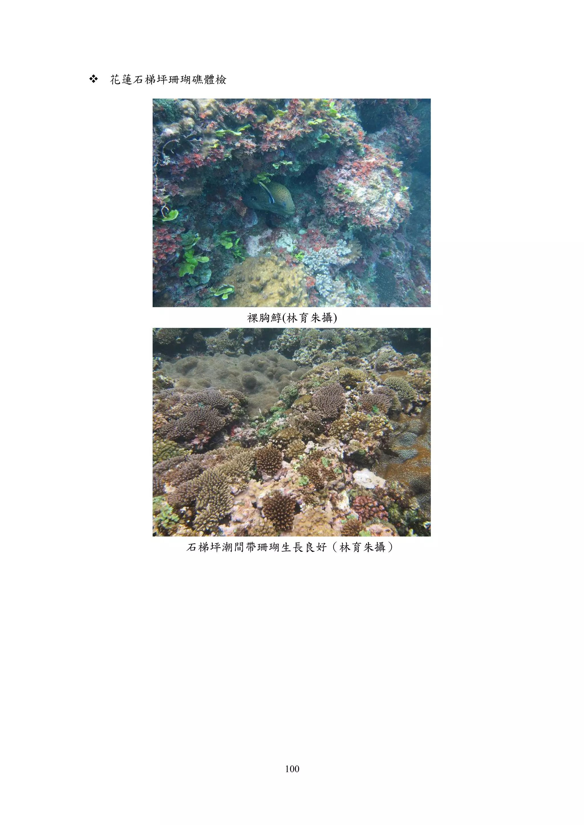 100
 花蓮石梯坪珊瑚礁體檢
裸胸鯙(林育朱攝)
石梯坪潮間帶珊瑚生長良好（林育朱攝）
 