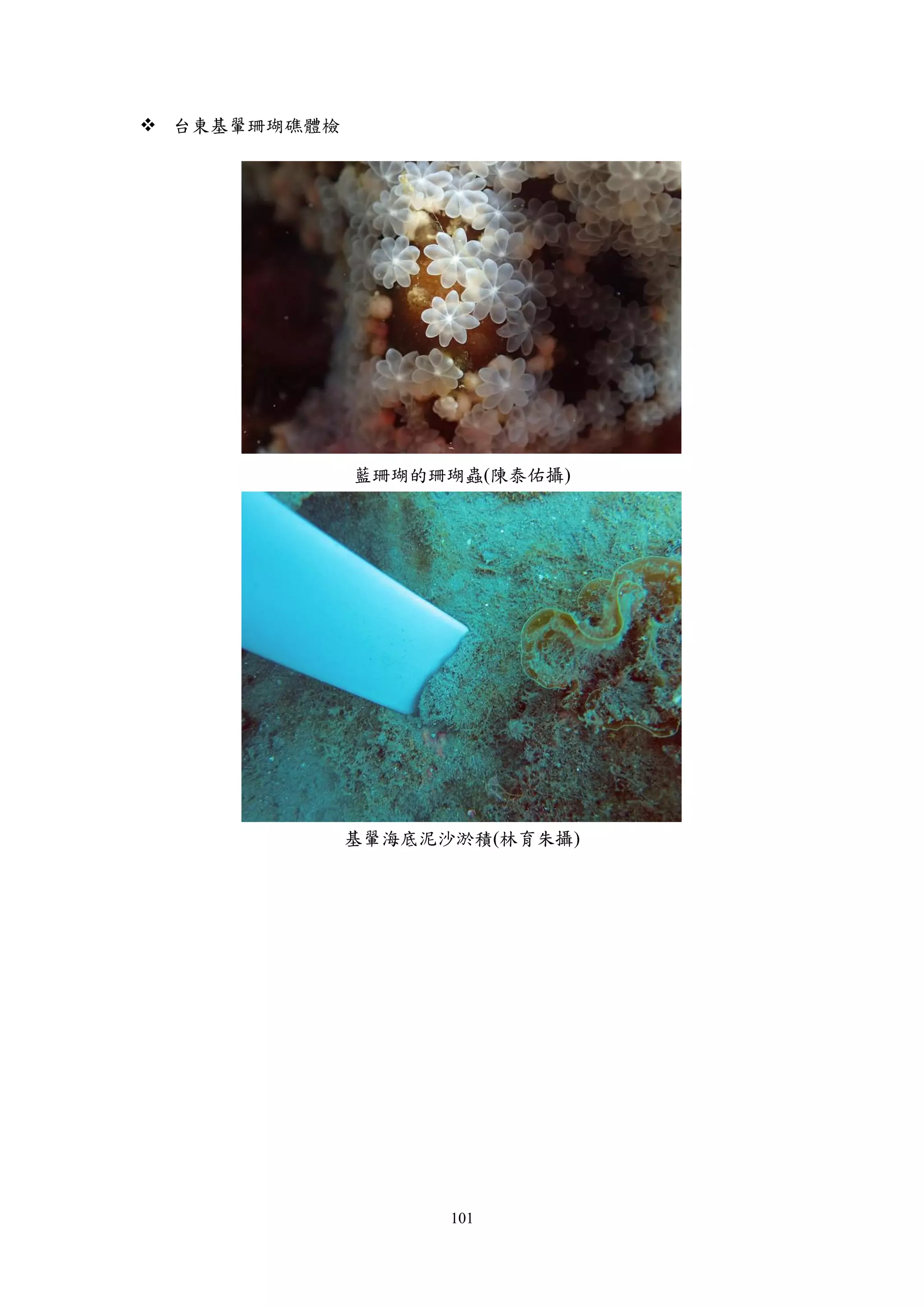 101
 台東基翬珊瑚礁體檢
藍珊瑚的珊瑚蟲(陳泰佑攝)
基翬海底泥沙淤積(林育朱攝)
 