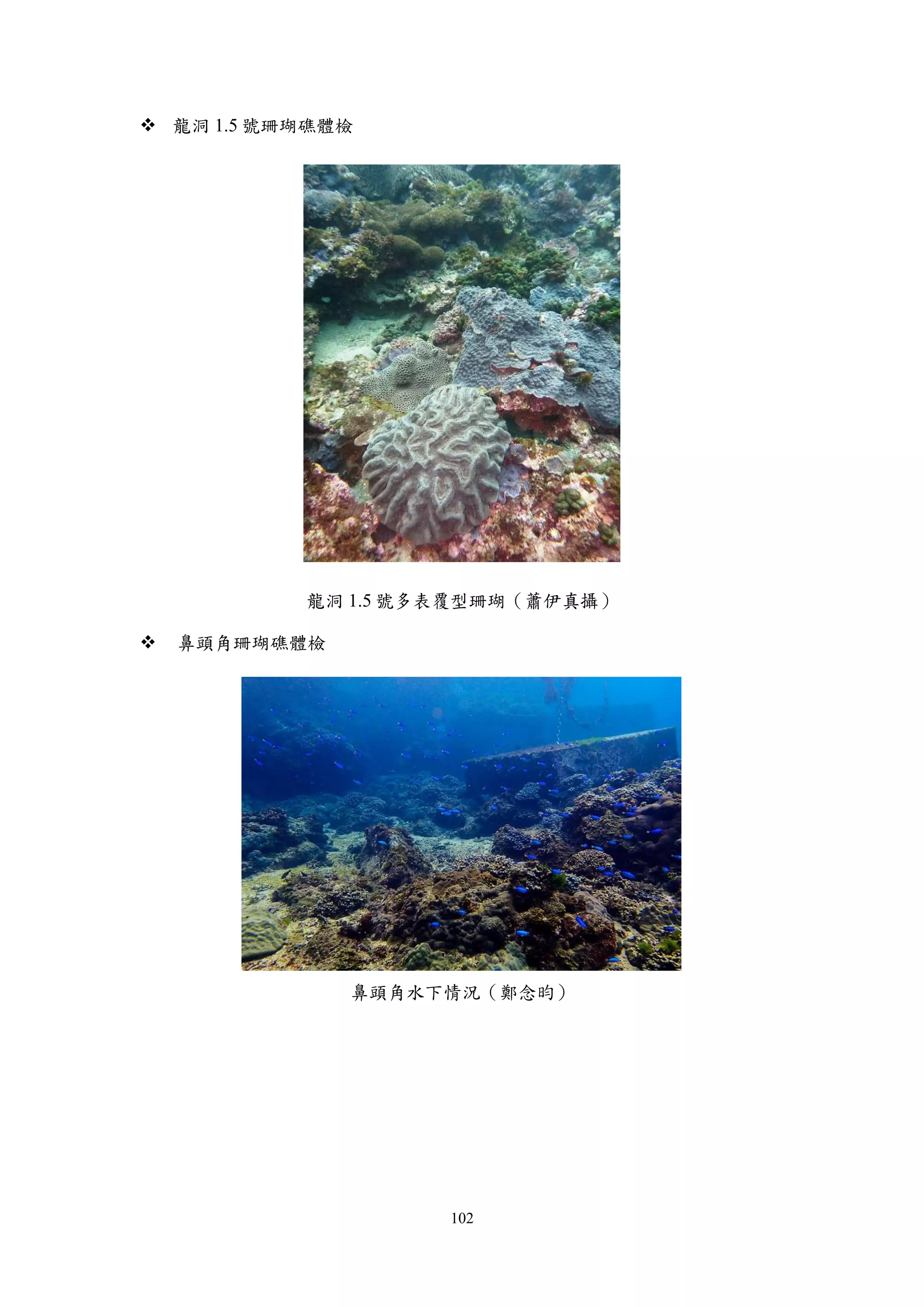 102
 龍洞 1.5 號珊瑚礁體檢
龍洞 1.5 號多表覆型珊瑚（蕭伊真攝）
 鼻頭角珊瑚礁體檢
鼻頭角水下情況（鄭念昀）
 