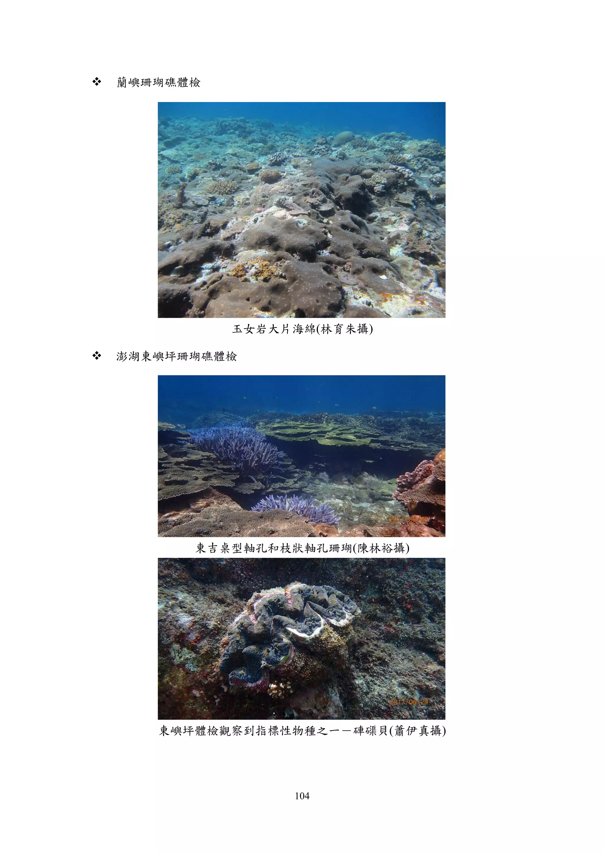 104
 蘭嶼珊瑚礁體檢
玉女岩大片海綿(林育朱攝)
 澎湖東嶼坪珊瑚礁體檢
東吉桌型軸孔和枝狀軸孔珊瑚(陳林裕攝)
東嶼坪體檢觀察到指標性物種之一－硨磲貝(蕭伊真攝)
 