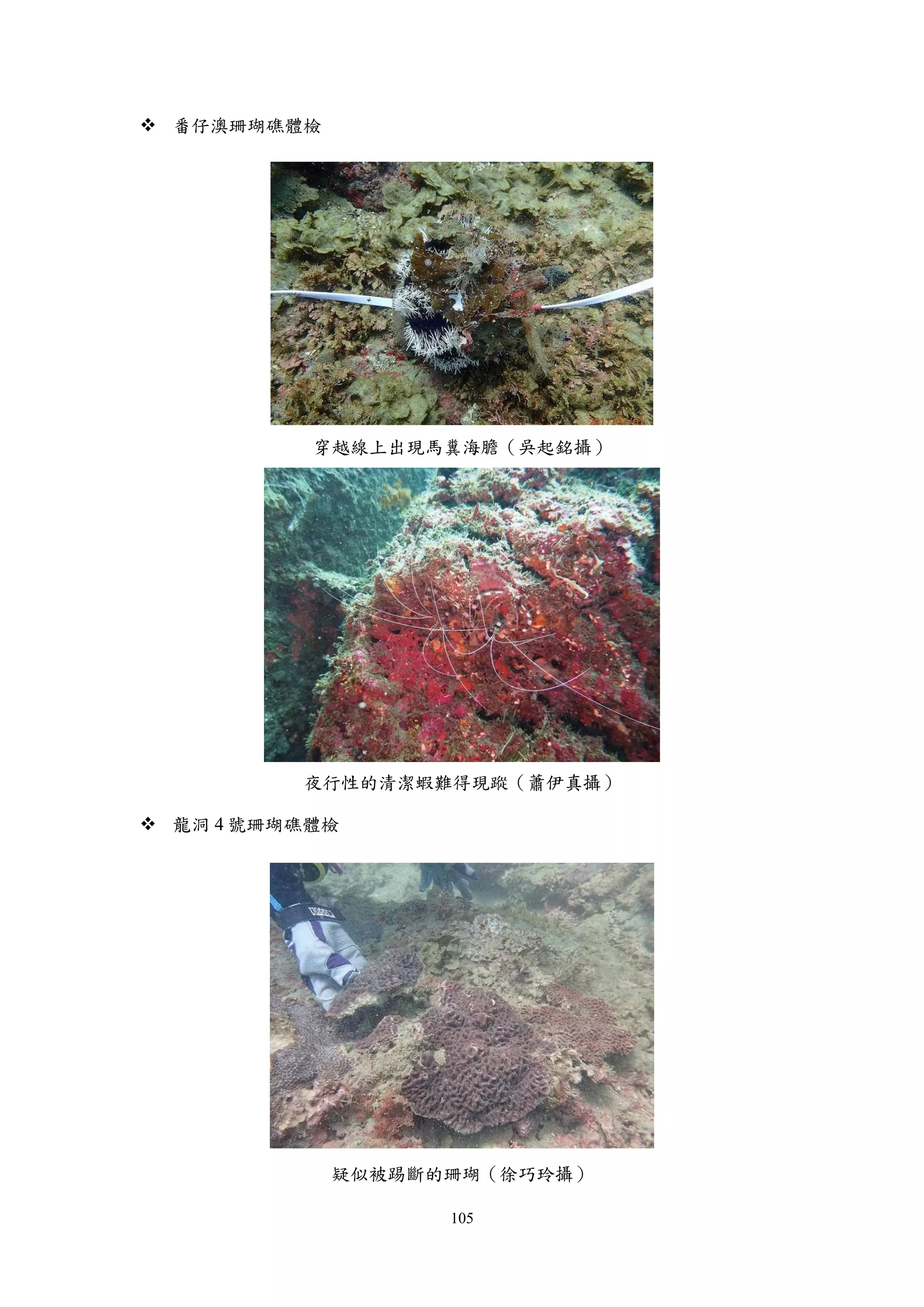 105
 番仔澳珊瑚礁體檢
穿越線上出現馬糞海膽（吳起銘攝）
夜行性的清潔蝦難得現蹤（蕭伊真攝）
 龍洞 4 號珊瑚礁體檢
疑似被踢斷的珊瑚（徐巧玲攝）
 