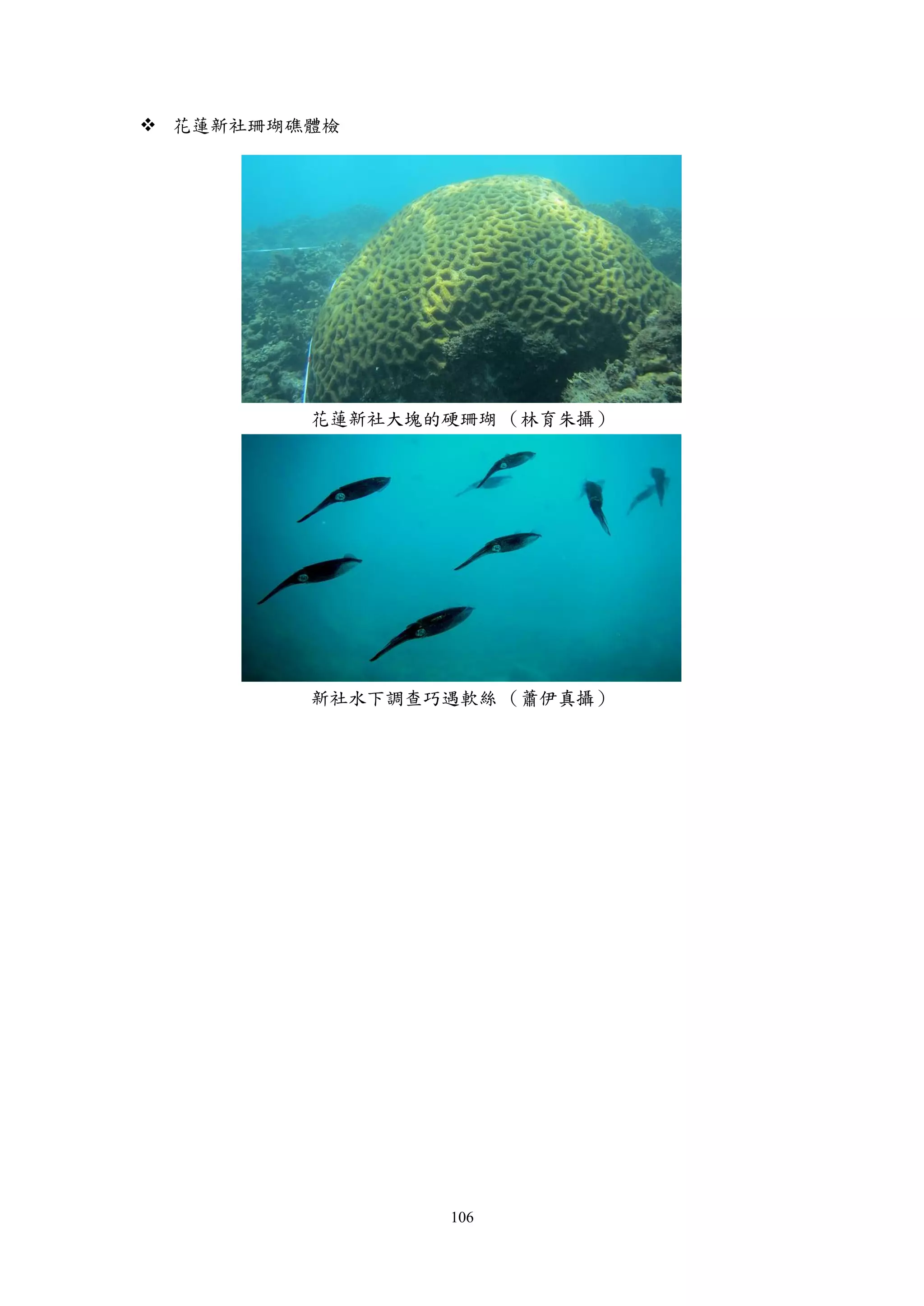 106
 花蓮新社珊瑚礁體檢
花蓮新社大塊的硬珊瑚 （林育朱攝）
新社水下調查巧遇軟絲 （蕭伊真攝）
 