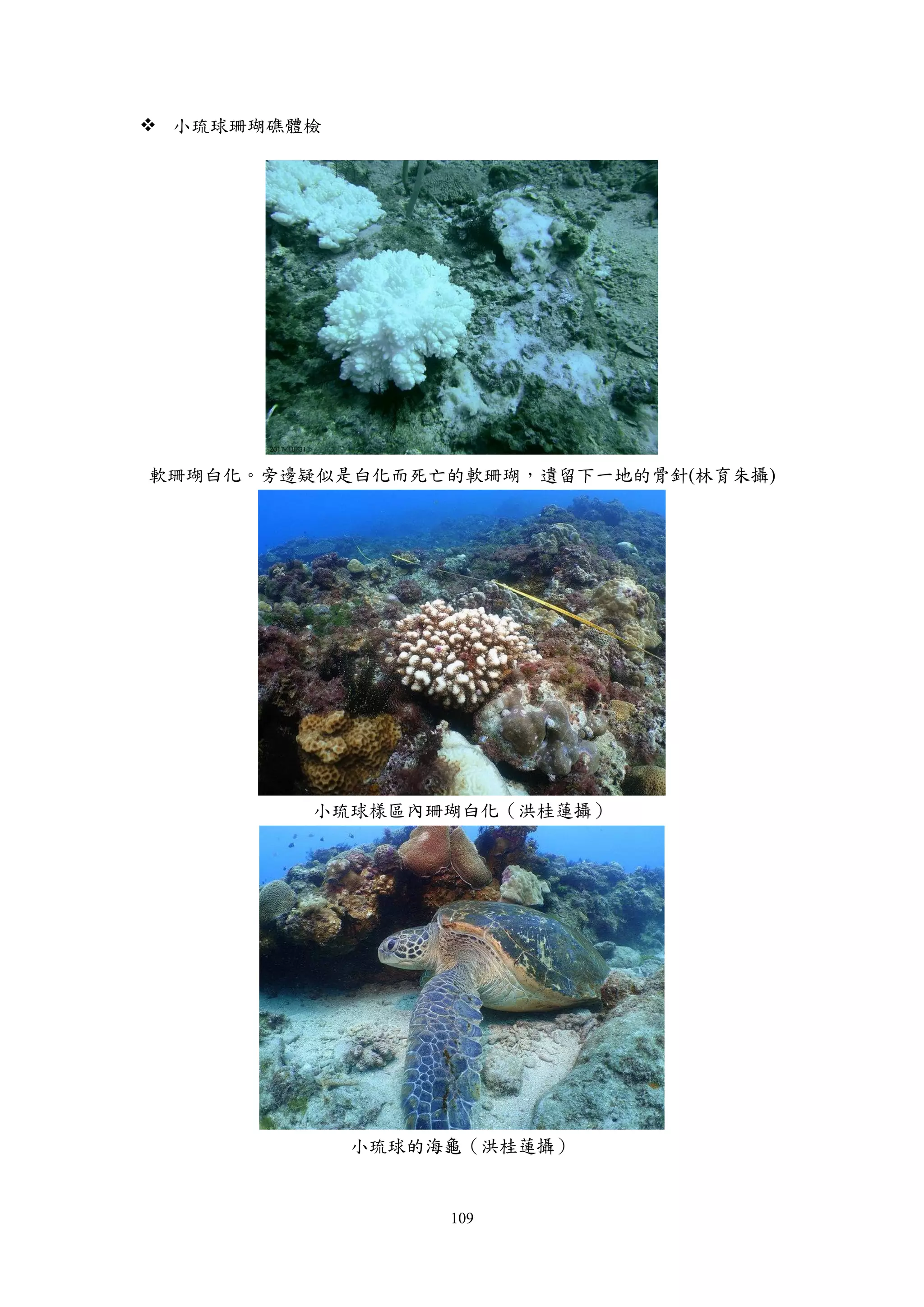 109
 小琉球珊瑚礁體檢
軟珊瑚白化。旁邊疑似是白化而死亡的軟珊瑚，遺留下一地的骨針(林育朱攝)
小琉球樣區內珊瑚白化（洪桂蓮攝）
小琉球的海龜（洪桂蓮攝）
 