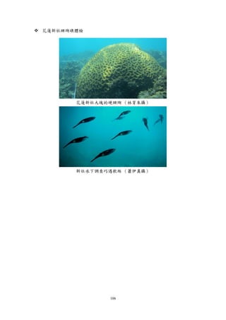106
 花蓮新社珊瑚礁體檢
花蓮新社大塊的硬珊瑚 （林育朱攝）
新社水下調查巧遇軟絲 （蕭伊真攝）
 