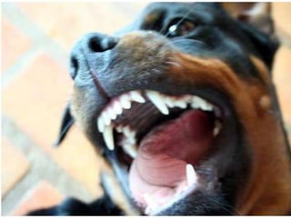 Disciplina de Medicina de Família e Comunidade
Escola de Medicina da UFOP
Residência em MFC
Universidade Federal de Ouro Preto
A Visita Domiciliar do MFC
Leonardo Cançado Monteiro Savassi
Universidade Federal de Ouro Preto
• Qual a primeira pergunta a ser feita
ao entrar no domicílio?
Finalmente...
 