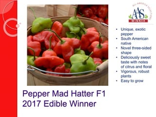 Pepper Mad Hatter F1
2017 Edible Winner
• Unique, exotic
pepper
• South American
native
• Novel three-sided
shape
• Deliciously sweet
taste with notes
of citrus and floral
• Vigorous, robust
plants
• Easy to grow
 