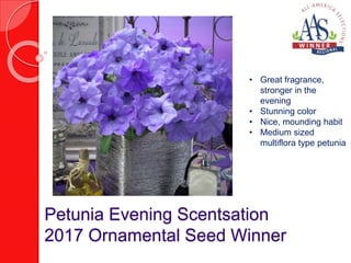 Petunia Evening Scentsation
2017 Ornamental Seed Winner
• Great fragrance,
stronger in the
evening
• Stunning color
• Nice, mounding habit
• Medium sized
multiflora type petunia
 