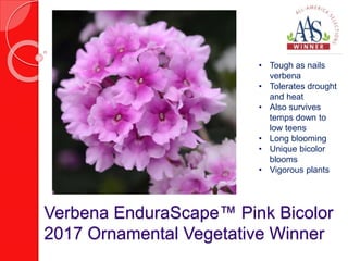 Verbena EnduraScape™ Pink Bicolor
2017 Ornamental Vegetative Winner
• Tough as nails
verbena
• Tolerates drought
and heat
• Also survives
temps down to
low teens
• Long blooming
• Unique bicolor
blooms
• Vigorous plants
 