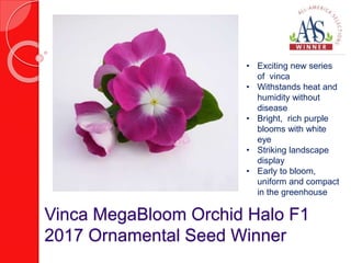 Vinca MegaBloom Orchid Halo F1
2017 Ornamental Seed Winner
• Exciting new series
of vinca
• Withstands heat and
humidity without
disease
• Bright, rich purple
blooms with white
eye
• Striking landscape
display
• Early to bloom,
uniform and compact
in the greenhouse
 