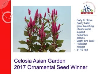 Celosia Asian Garden
2017 Ornamental Seed Winner
• Early to bloom
• Bushy habit,
great branching
• Sturdy stems
support
numerous
blooms
• Bright pink color
• Pollinator
magnet
• 31-40” tall
 
